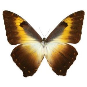 MORPHO CISSEIS GAHUA ORANGE